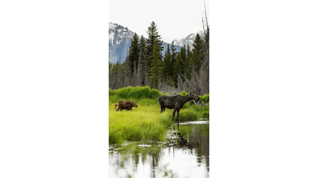 moose in the north fork river