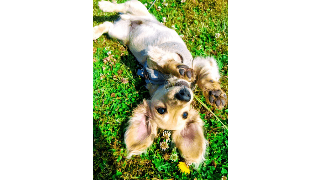 dog on it's back