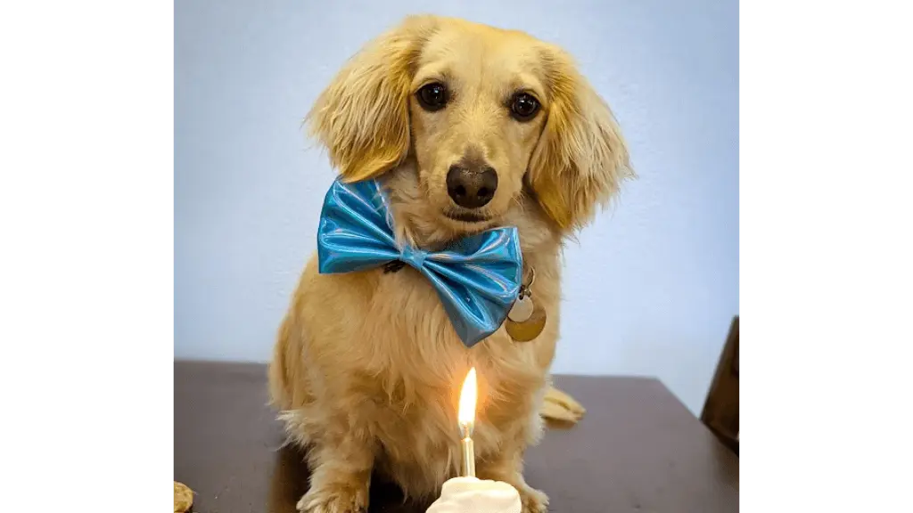 dog wearing bowtie