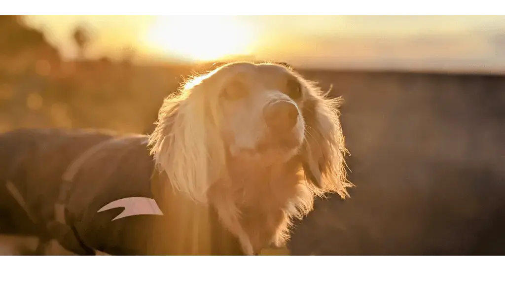 Arthur the dog at the Grand Canyon